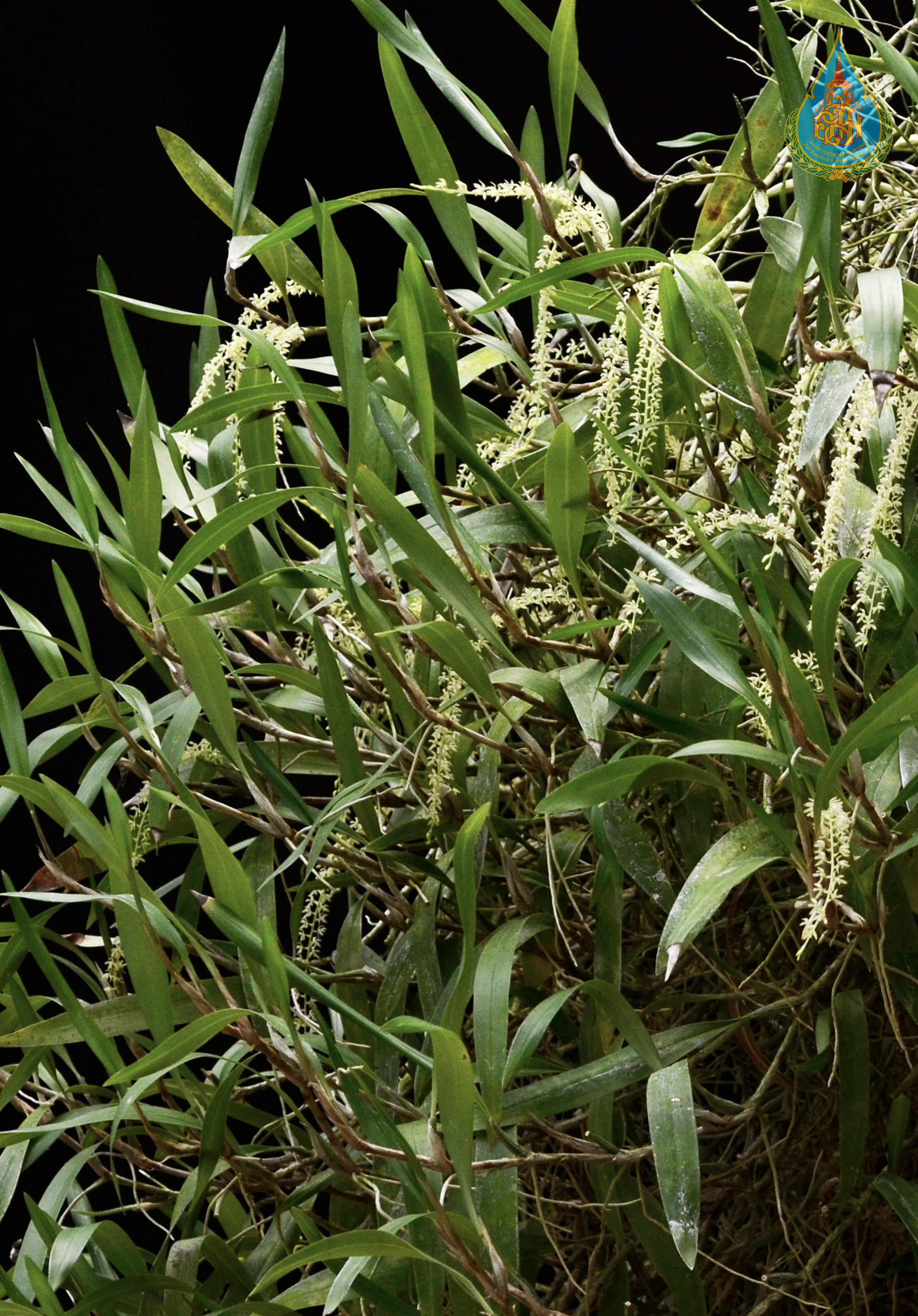 เอื้องเถาไม้ต้น Dendrochilum pallidiflavens Blume<br/>ORCHIDACEAE